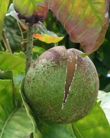Lychee Fruitの写真素材
