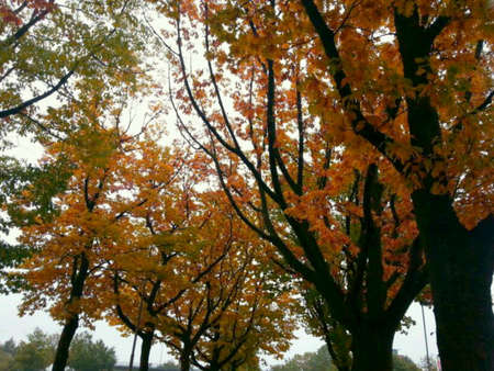 autumn treesの素材