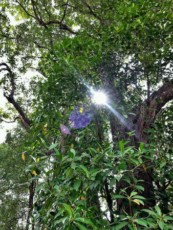 sunray through treeの素材