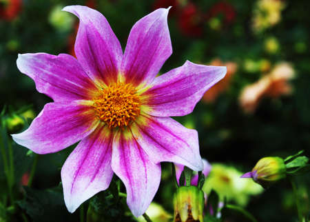 Purple Flowerの写真素材