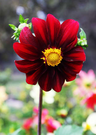 Red Flowerの写真素材