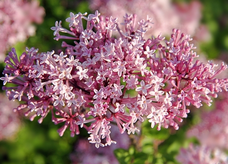 Pink flowersの写真素材