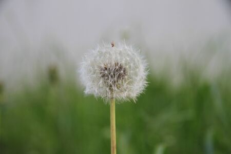 Dandelionの写真素材