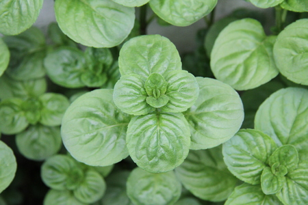 Mojito mintの写真素材