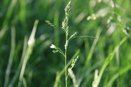Couch grassの写真素材