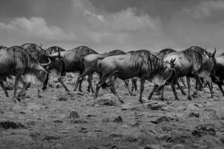 Wildebeest, (connochaetes) walking together in a line getting ready to cross the river in the great migrationの写真素材