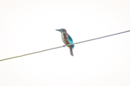 White-throated Kingfisher, Alcedo atthis, single bird on wire, Brazilの写真素材