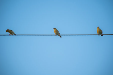 Close-up of two birds on a wire against a blue skyの写真素材