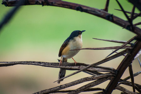 Plain Prinia (Prinia parviflora)