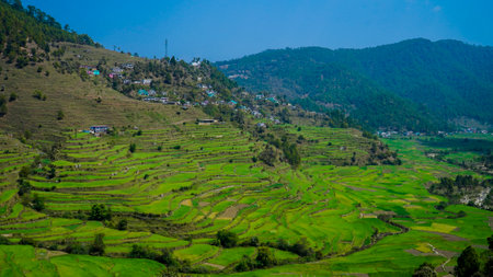Rice fields on terraced Farming of Kausani Uttarakhand, Indiaの写真素材