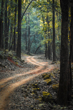Road in the forest in the autumn season, Jim Corbett National Parkの写真素材
