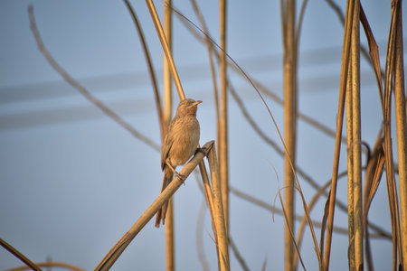 A bird perched on a reed in the early morning sun.
