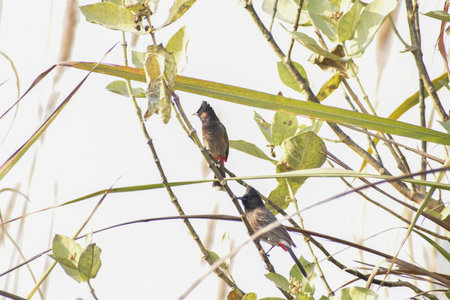 Red-vented Bulbul (Pycnonotus goiavier)