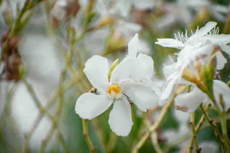 White oleander flower in garden, Thailand. (Soft focus)