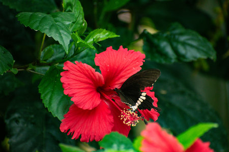 Beautiful red hibiscus flower with butterfly in the gardenの写真素材