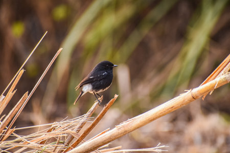 Black-throated flycatcher (Phoenicurus phoenicurus)の写真素材