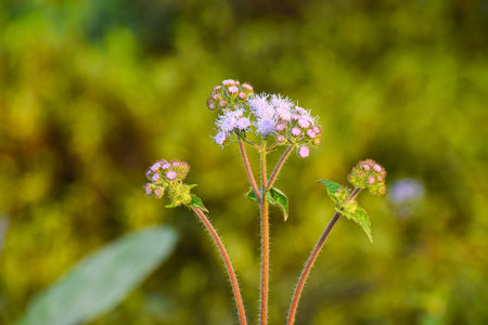 Flowers of buckwheat,Thymus vulgaris.