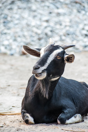 Portrait of a black and white goat sitting on the ground.の写真素材