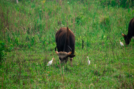 Banteng (Banteng) eating grass in the fieldの写真素材