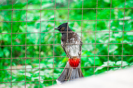 Bird in cage, Thailand. (Caracara caracara)の写真素材