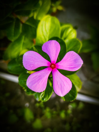 Close up of Periwinkle flower in the garden, Thailand.の写真素材