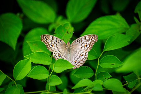 Butterfly on green leaves in the garden, nature background.の写真素材