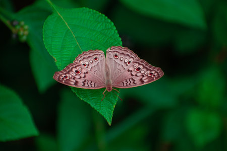 Butterfly on a leaf in the rainforest of Costa Rica