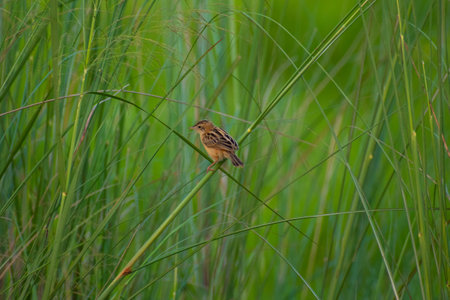 Sparrow on the reed in the wild, Thailand.