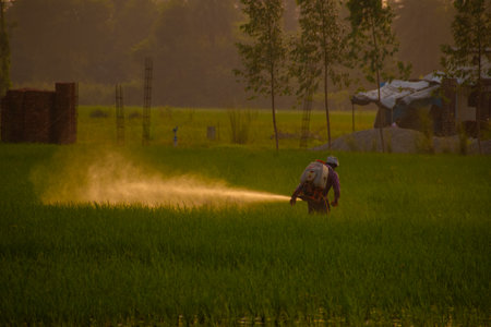 Agriculture harvesting Pesticides the rice field