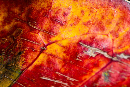 Close up of autumnal red leaf texture. Abstract background and texture for design.