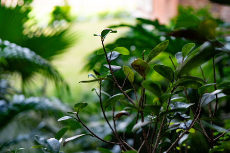 Green leaves in the garden. Nature background. Selective focus.の写真素材