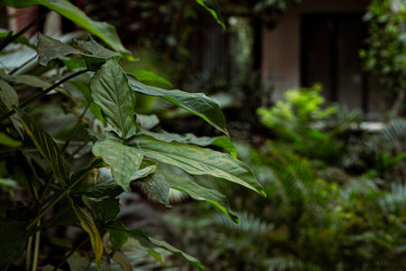 Green leaves in the tropical garden. Selective focus and blurred background.の写真素材