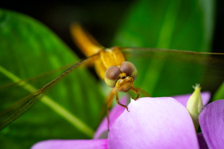 Dragonfly on a flower in the rainforest of Costa Rica.