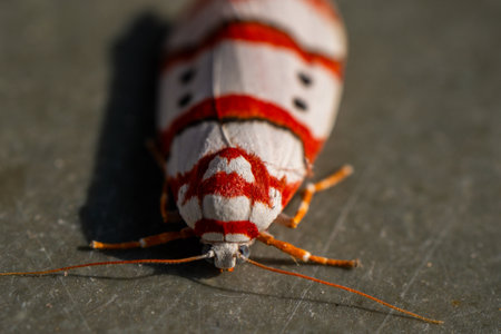 Close up of a Cyana coccinea Tinny bugs micro Photography, Selective Focusedの写真素材