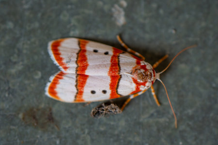 Cyana coccinea Tinny bugs micro Photography, Selective Focusedの写真素材