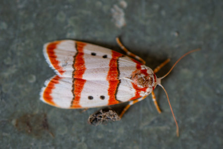 Cyana coccinea Tinny bugs micro Photography, Selective Focusedの写真素材