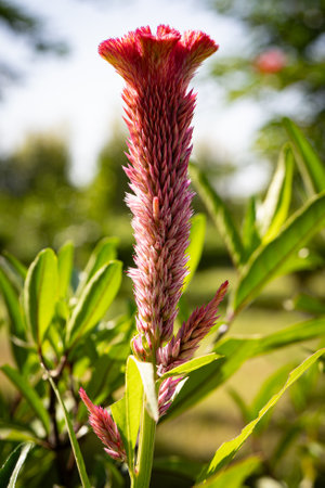 Beautiful crested cockâs comb flower and plant with green backgroundの写真素材