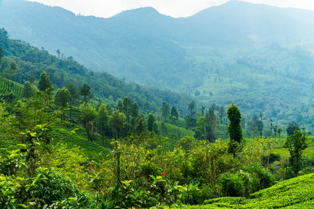 Tea Plantation at Sunrise in Munnar, Kerala, South India