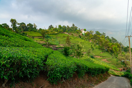 Tea Plantation in the morning, Munnar, Kerala, India