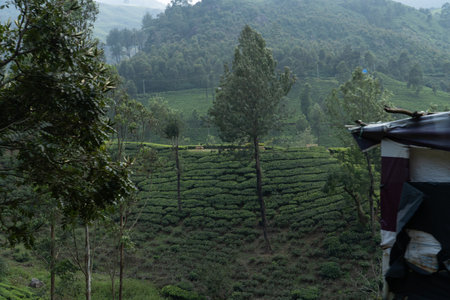 Tea Plantation in Munnar, Kerala, India. Munnar is one of the most popular tourist destinations in...