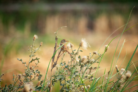 A small bird sitting on a plant in a meadow in summerの写真素材