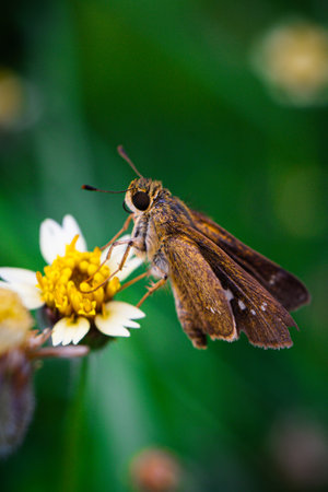 Butterfly on a flower in the garden. Selective focus.の写真素材