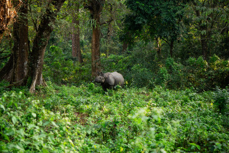 Majestic Greater One-Horned Rhinoceros in the Wilderness of Jaldapara National Park