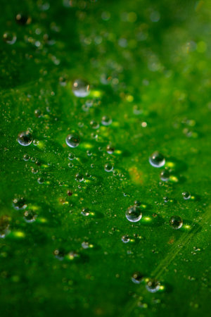 Water droplets on a green leaf macro close up. Natural background