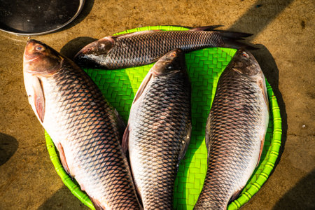 Fresh fish in the basket on the floor. Close-up.の写真素材