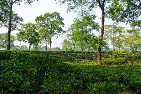 Tea Plantation in Lush Green Assam Tea Gardens on a Misty Morningの写真素材