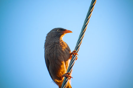 The Jungle Babbler (scientific name: Turdoides striata) In Hindi Name (Saat Bhai), rural people often call it 'Paipaの写真素材