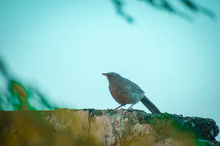 The Jungle Babbler (scientific name: Turdoides striata) In Hindi Name (Saat Bhai), rural people...