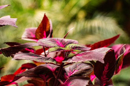 Close up of coleus speciosa plant, Thailand.