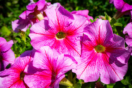 Petunia flowers blooming in the garden on a sunny summer day.